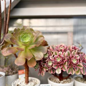 多肉植物,DIY,多肉小屋,多肉コーナー,手作り多肉小屋の画像