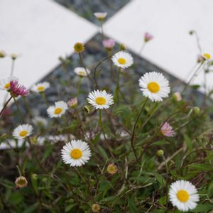 エリゲロン,グランドカバー,白い花,マクロ撮影,キク科の画像