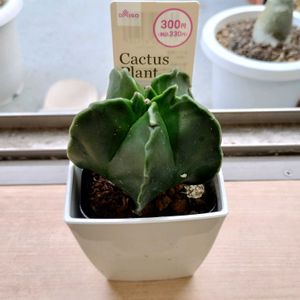 ランポー,ランポー,アストロフィツ厶,アストロフィツ厶,多肉植物の画像