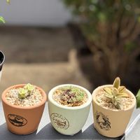 パープルヘイズ,ゴールデンラビット,南十字星,多肉植物,陶器鉢の画像