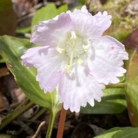 イワウチワ,山野草の画像