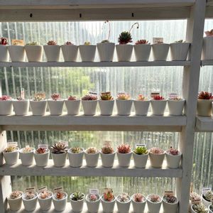 多肉植物,DIY,多肉小屋,多肉コーナー,手作り多肉小屋の画像