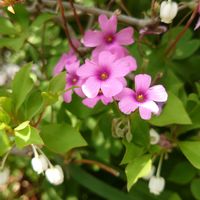 ドウダンツツジ,ムラサキハナナ,カタバミ,イモカタバミ,ウサギノオの画像