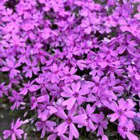 シバザクラ,ドドナエア,ドドナエア,ギョリュウバイ,ギョリュウバイの画像