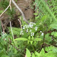 ニンジン,スナップエンドウ,ウド,ツルカノコソウ,タラの木の画像