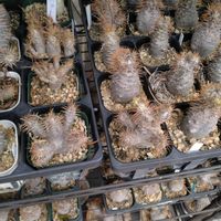 パキポディウム・グラキリス,パキポディウム・グラキリス,恵比寿笑い,パキポディウム・ホロンベンセ,パキポディウム属の画像