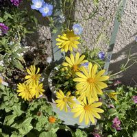 キンセンカ,ネモフィラ,オステオスペルマム,キララ,ボンザマーガレットの画像