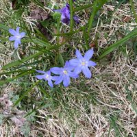 チオノドクサの画像