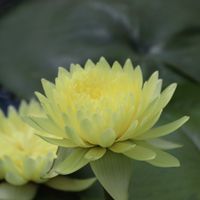 睡蓮,熱帯スイレン,熱帯睡蓮サシモントン,温室,熱帯睡蓮の画像