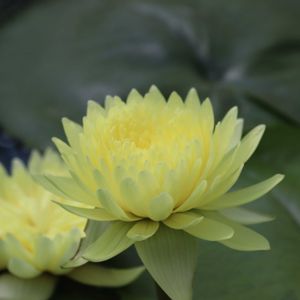 睡蓮,熱帯スイレン,熱帯睡蓮サシモントン,温室,熱帯睡蓮の画像