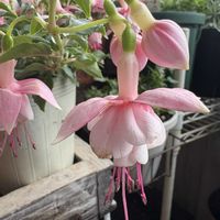 フクシア,花のある暮らし,お花大好き♡,ベランダの画像