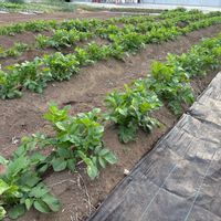 ジャガイモ,レタス,玉ねぎ,ブロッコリー,白菜の画像