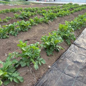 ジャガイモ,レタス,玉ねぎ,ブロッコリー,白菜の画像