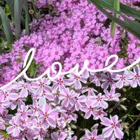 シバザクラ,ハナズオウ,パンジー・ビオラ,プリムラ　ジュリアン,ビオラ　レディの画像