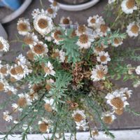 ラベンダー,オリヅルラン,朧月,花かんざし,ラベンダー デンタータの画像