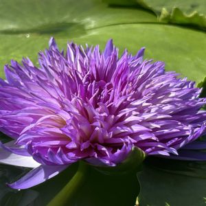 睡蓮,熱帯スイレン,熱帯睡蓮　マエフロイ,温室,熱帯睡蓮の画像