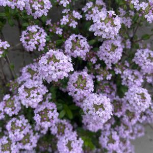 タイム 'ロンギカウリス',クリーピング タイム,放置栽培,神奈川県,庭の画像