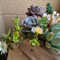 ベビーサンローズ,ベビーサンローズ,火祭り, ブロンズ姫,ブルーサプライズの画像