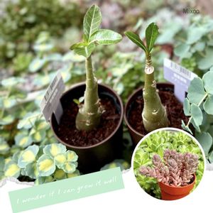 スプリングワンダー,アデニウム,多肉植物,ダイソー,多肉大好きの画像