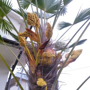 多肉植物いろいろ,シュロの花,多肉植物,多肉寄せ植え,ハオルチア属の画像