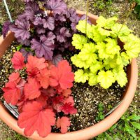 ギボウシ,マーガレット,ビオラ,ヒューケラ,ヒューケラドルチェの画像