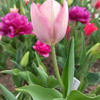 チューリップ,乙女心,ガーデニング,ピンクの花,かわいいな♡の画像