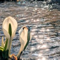 ミズバショウ,森林,国立公園,公園散歩,自生植物の画像