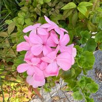 アイビーゼラニウムの画像