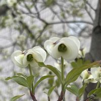 ハナミズキ,ミツマタ,ウラシマソウ,ハクモクレン,サルトリイバラの画像