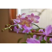 カトレア,コチョウラン,ミラーレス一眼,夜中にこっそり,ゆみさんちの蘭らんランの画像