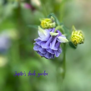 セイヨウオダマキ,オダマキ　カスティールブルーソワレ,ナチュラルガーデン,ジャンクガーデン,シェードガーデンの画像