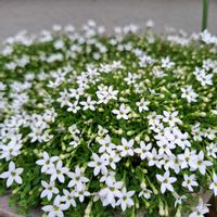 プラティア,プラティアの画像