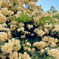 モッコウバラ,黄モッコウバラ,可愛い,黄色,花のある暮らしの画像