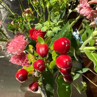 ヒペリカムの画像