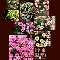 アネモネ,ネモフィラ,ボンザマーガレット,マーガレットストロベリーホイップ,マーガレットスマッシュの画像