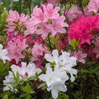 花のある暮らし,今日のお花,花いろいろ,おうち園芸,棚の画像