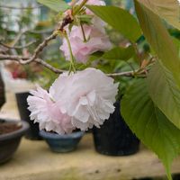 花のある暮らし,今日のお花,花いろいろ,おうち園芸,棚の画像
