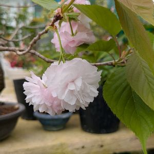 花のある暮らし,今日のお花,花いろいろ,おうち園芸,棚の画像
