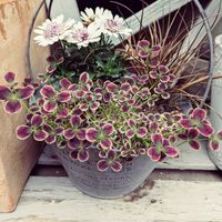 カレックス,クローバー,ディモルフォセカの画像