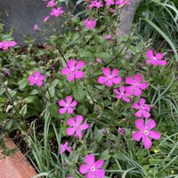 シレネ,シレネ ピンクパンサー,咲いた！,ピンクの花,可愛いお花の画像