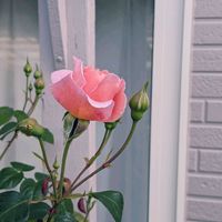 ストロベリーヒル,ガーデニング,つるバラ,季節の花の画像