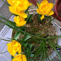 チューリップ,チューリップ,アスパラガス,ユズリハ,鉢植えの画像