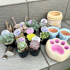 ミセバヤ,ブルービーン,ドリームスター,ラブリーローズ,エケベリア ドリームアニーの画像