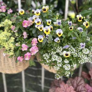 ビオラ,ときめきビオラ,ビオラ・トルニー,ガーデニング,ハンギングバスケットの画像