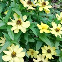 コレオプシスの画像