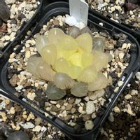 オブツーサ,ハオルチア,レッドレンズオブツーサ錦,多肉植物,軟葉系ハオルチアの画像