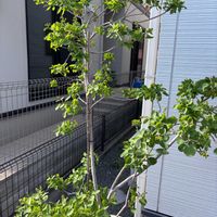 スモークツリーの画像