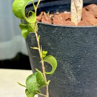 ベンジャミン・バロック,ベンジャミン,新芽,成長記録,成長中の画像