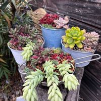 虹の玉,セダム・オーロラの画像