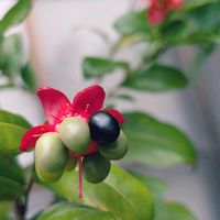 ミッキーマウスの木,オクナ・セルラタ,お花,沖縄,可愛い♡の画像